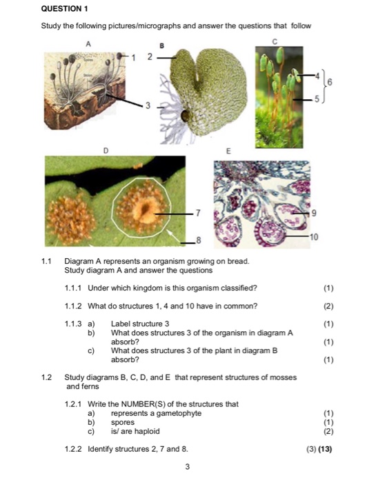 Identify the organism growing on the piece of bread.