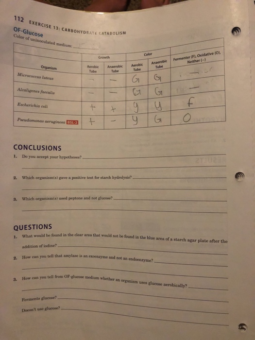 112 Exercise 13 Carbonydrate Cat Of Glucose Color Of Chegg 