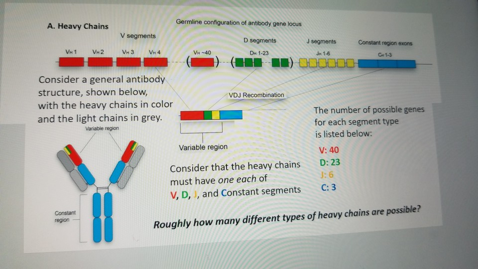 Solved Germline Configuration Of Antibody Gene Locus A H Chegg Com