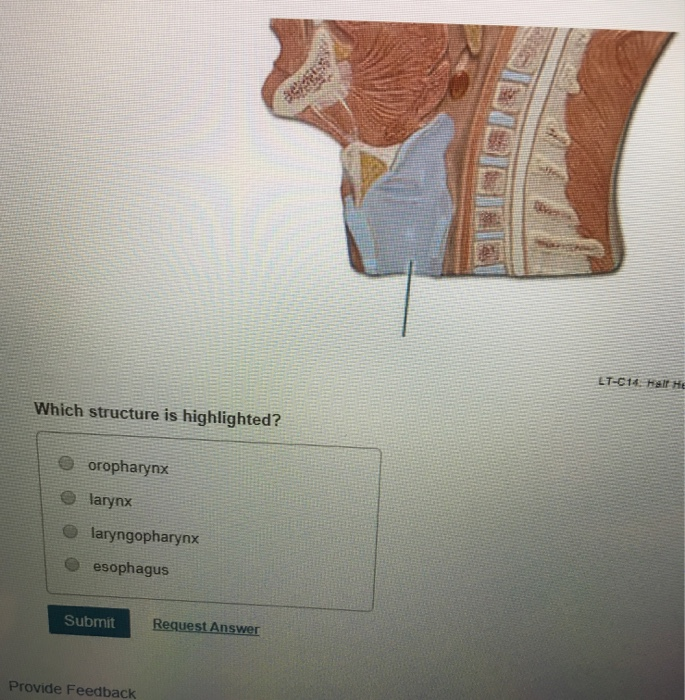 Solved T C14 Heir He Which Structure Is Highlighted E Or Chegg Com