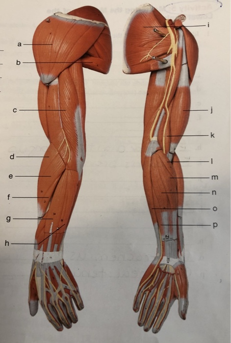 Solved Name The Muscles Of Arm And Leg Chegg Com