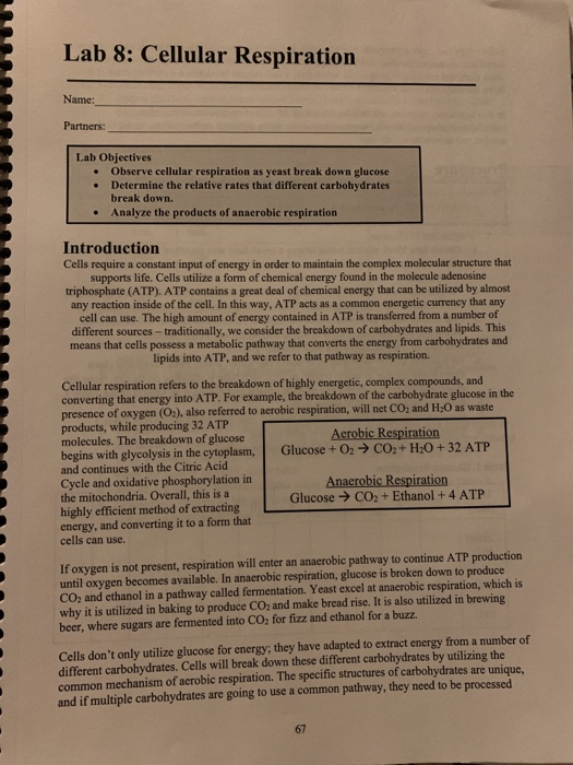 Solved Lab 8 Cellular Respiration Name Partners Lab