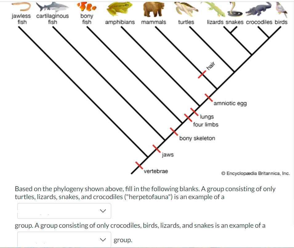 Based on the phylogeny shown above, fill in the | Chegg.com