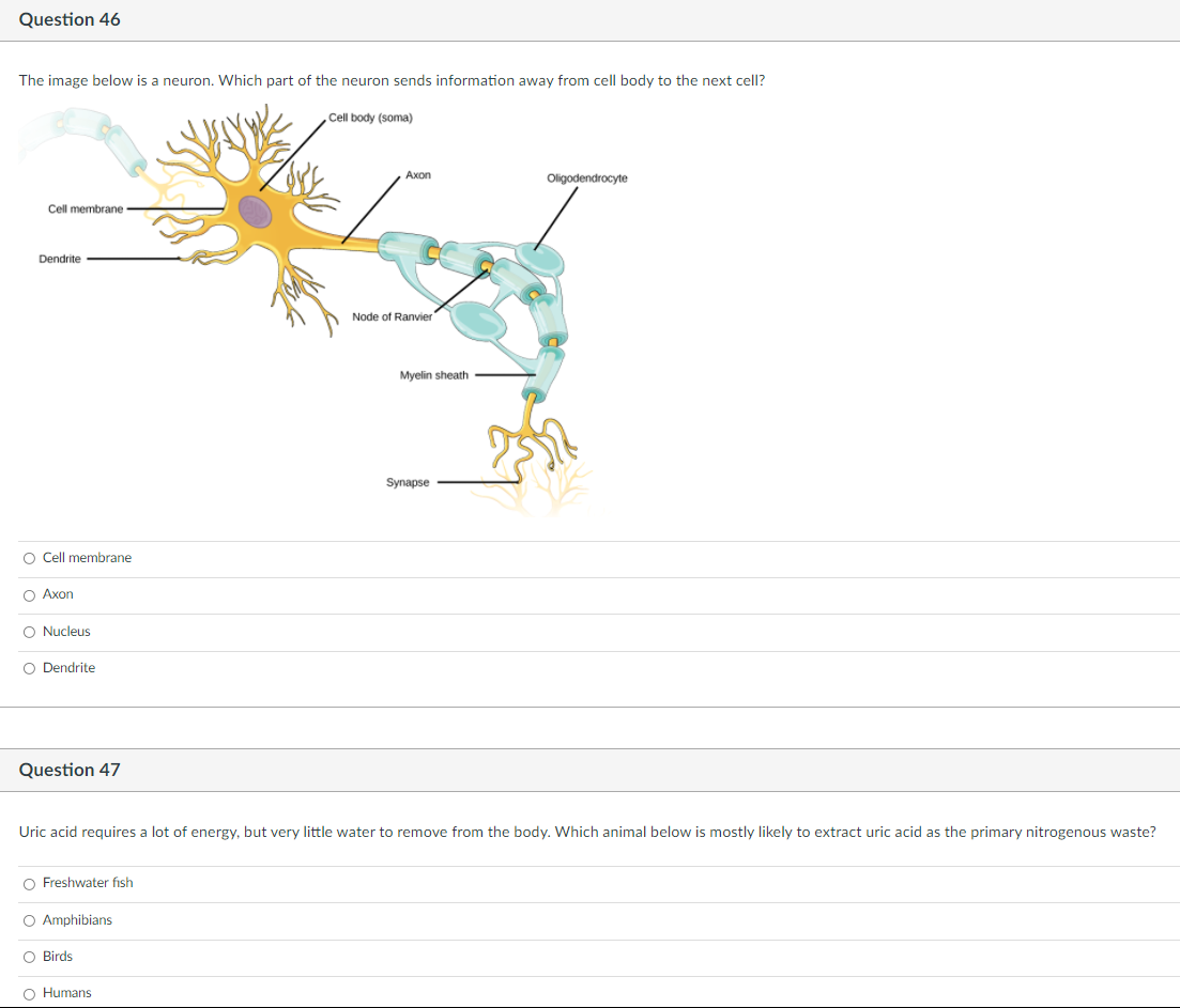 Solved Question 46 The image below is a neuron. Which part | Chegg.com