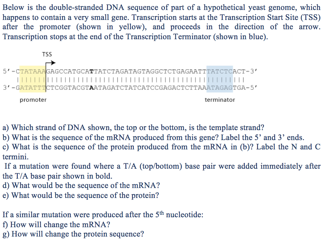 Solved Below Is The Double Stranded Dna Sequence Of Part Of