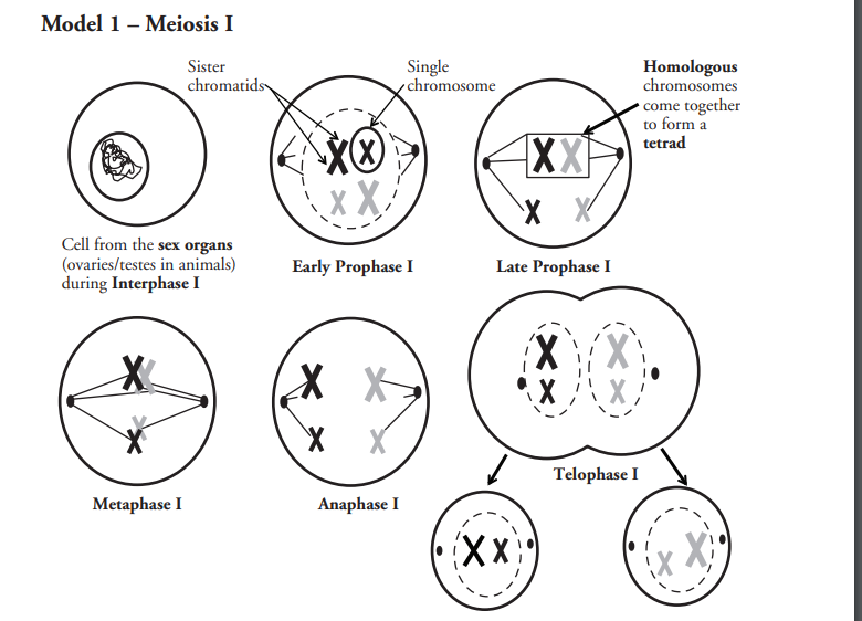 Исходная клетка мейоза. Мейоз схема ЕГЭ. Половое размножение мейоз. Схема патологического мейоза. Митоз и мейоз таблица по фазам с рисунками.