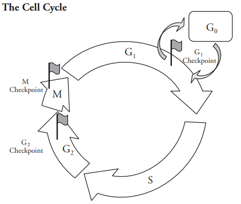 1. There are three regulatory checkpoints built into Biology Diagrams