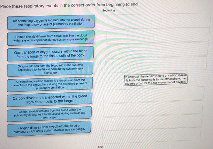 Solved place these respiratory events in the correct order | Chegg.com
