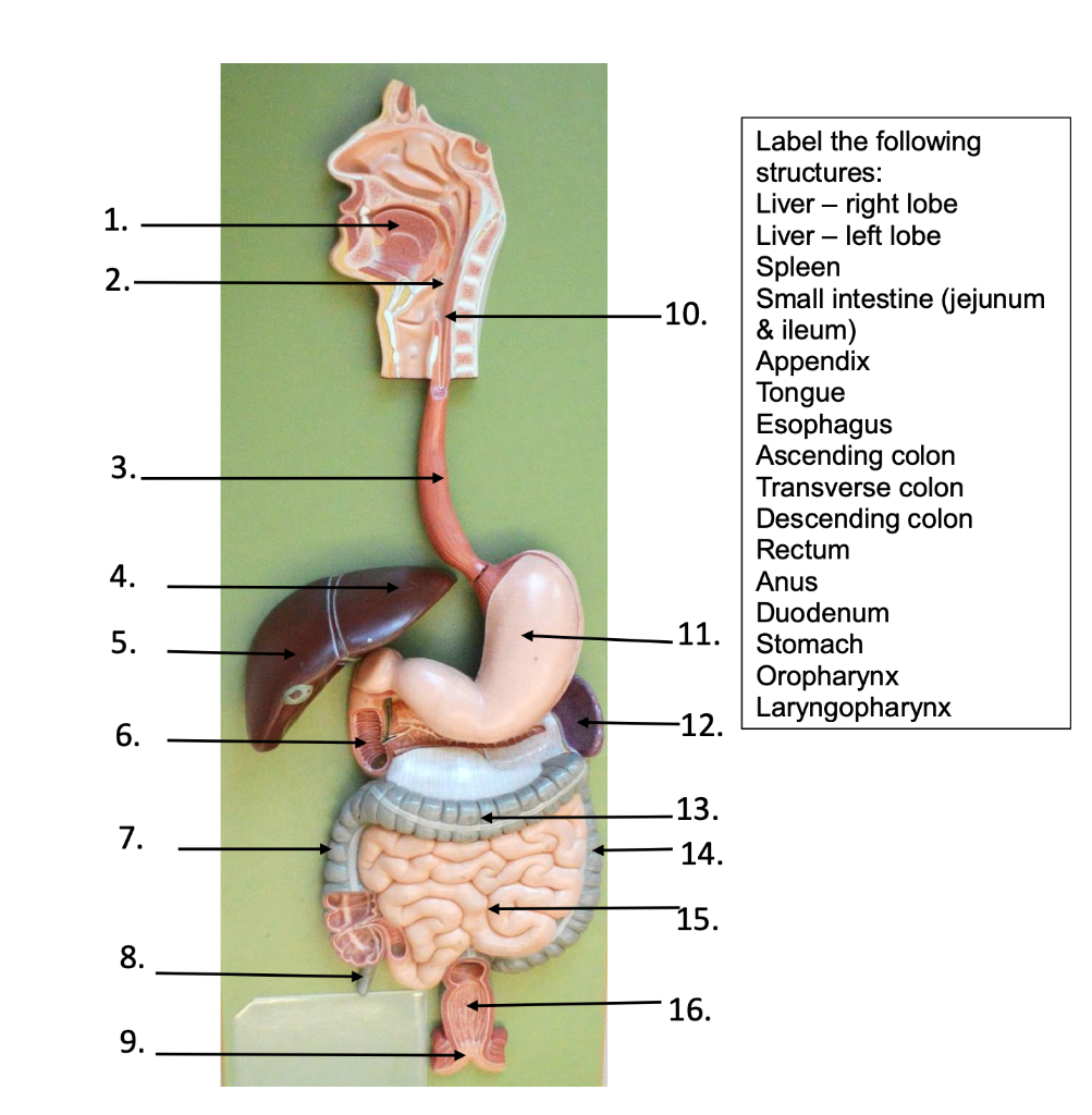 Solved 1. 2. -10. Label the following structures: Liver – | Chegg.com