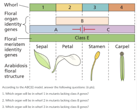 Solved 1 1 2 3 4 B B Whorl Floral Organ Identity Genes | Chegg.com