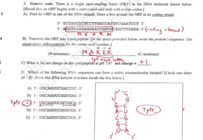 solved-2-genetie-code-there-is-a-single-open-reading-frame-chegg