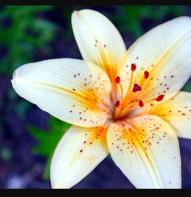 Solved How many sepals does the flower (in the image linked