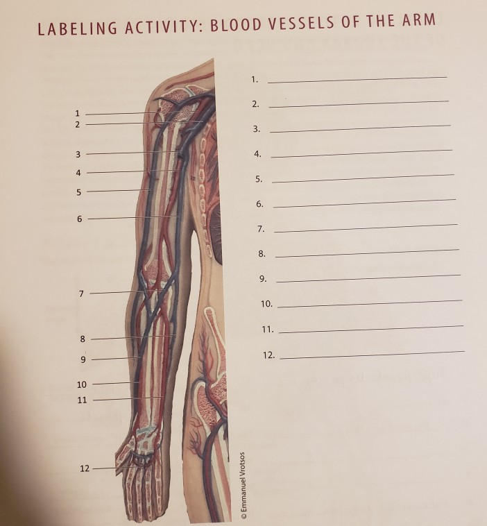 Solved LABELING ACTIVITY BLOOD VESSELS OF THE ARM 2. 4. 6.