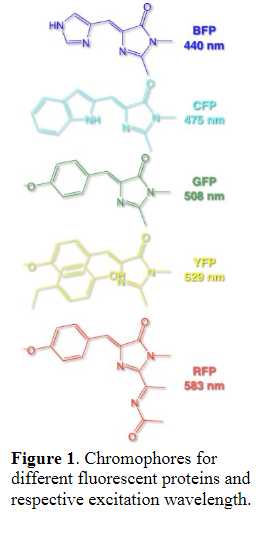 Yfp Structure Solved Figure 1 gives chemical structures of different | Chegg.com
