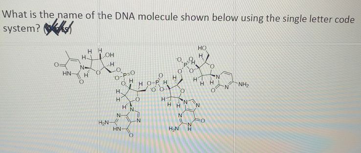 Solved What is the name of the DNA molecule shown below | Chegg.com