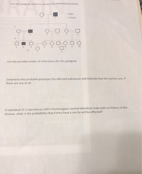 Solved Use The Pedigree Below To Answer The Following | Chegg.com