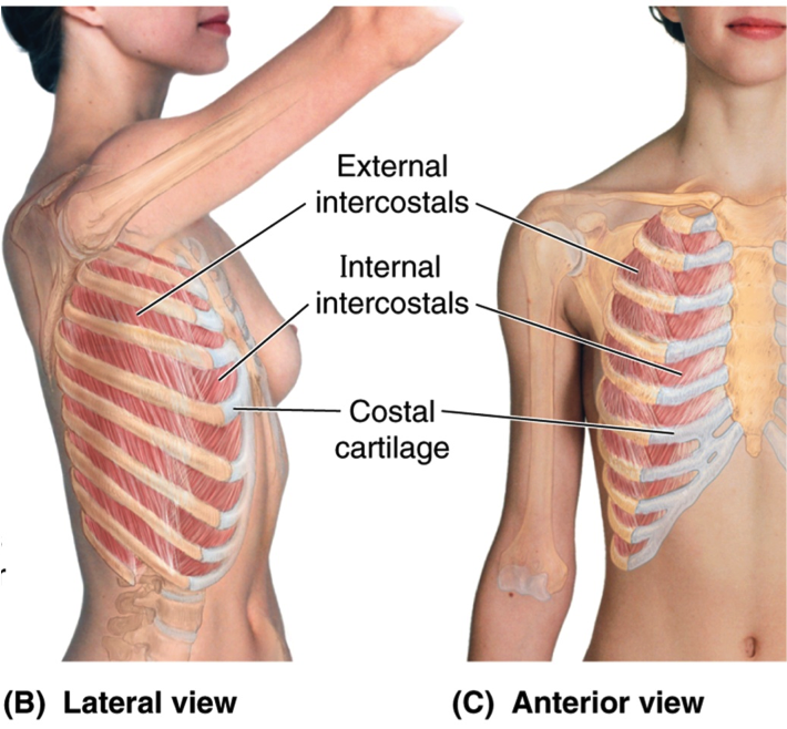 Rib Cage Muscles Back