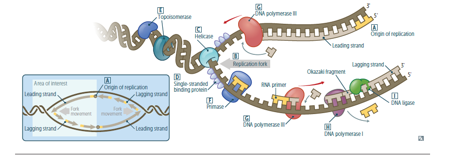 linkage disequilibrium usmle