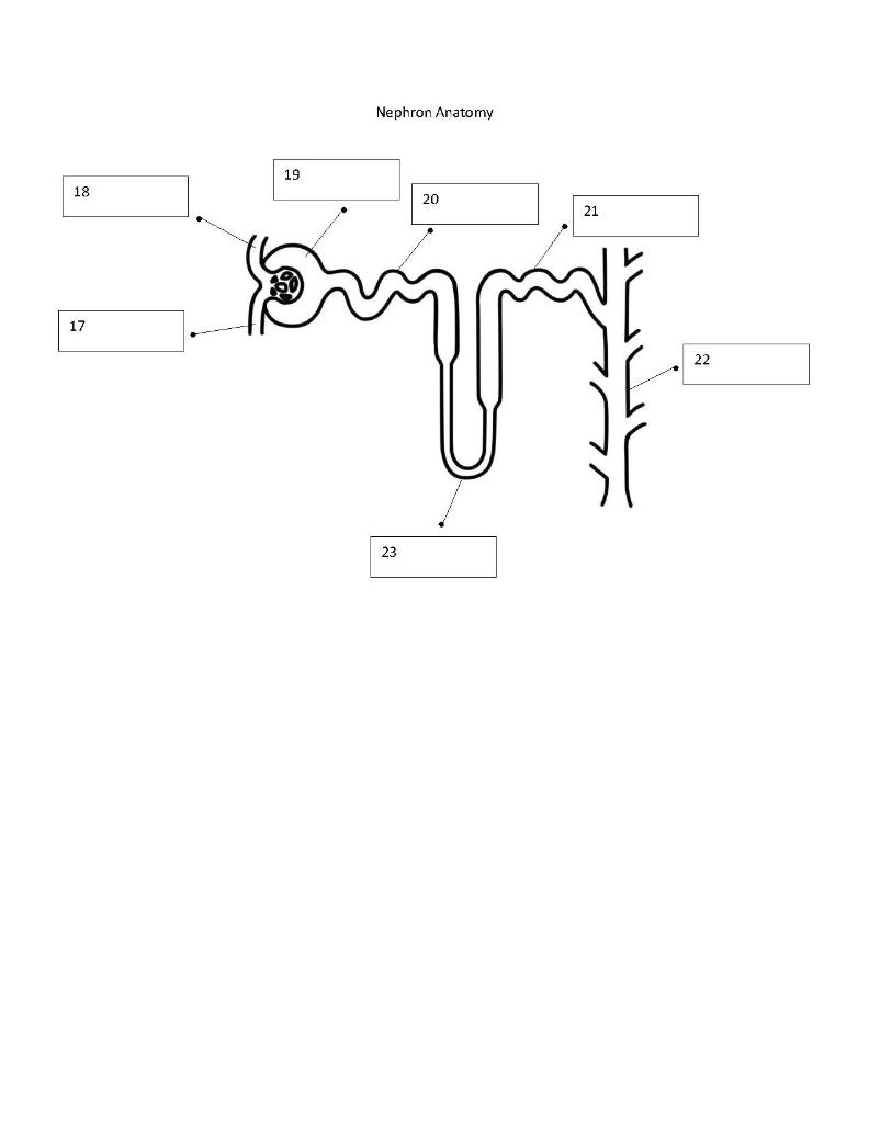 Solved 1 2 3 4 DOO 5 6 8 9 10 Renal Arterial System