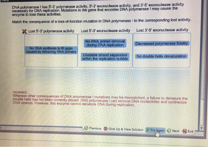 Solved If Dna Polymerase Iii Could Add Bases In The 3 To 5 Chegg Com