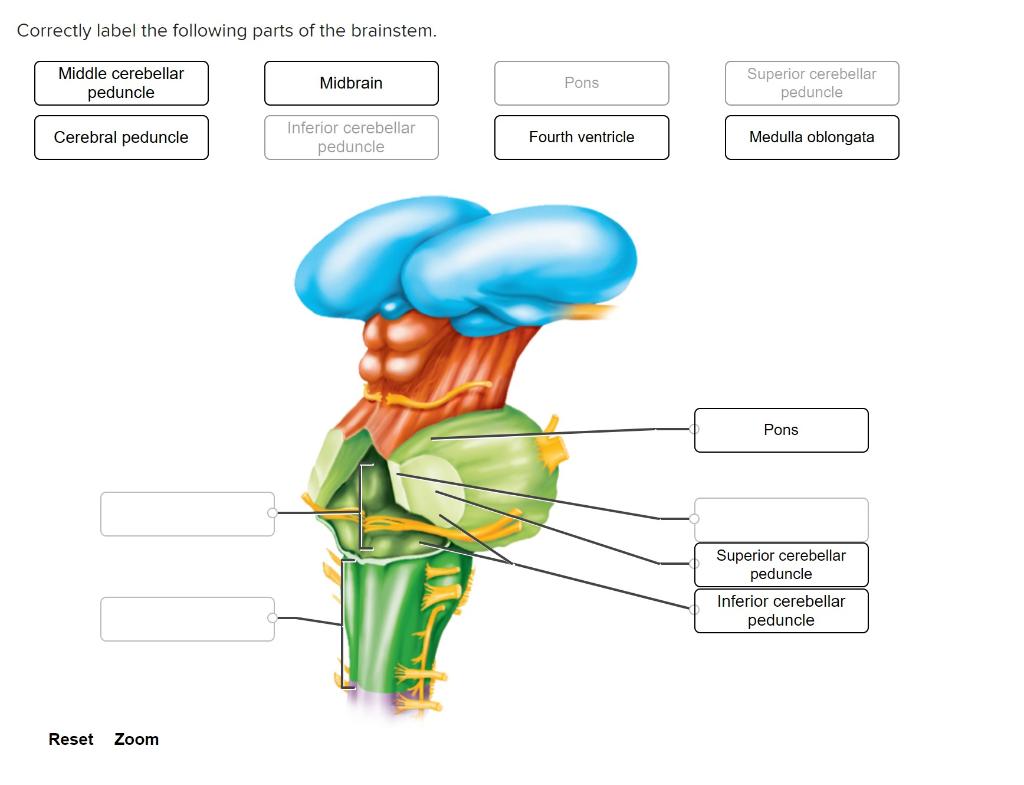 Solved Correctly label the following parts of the brainstem.