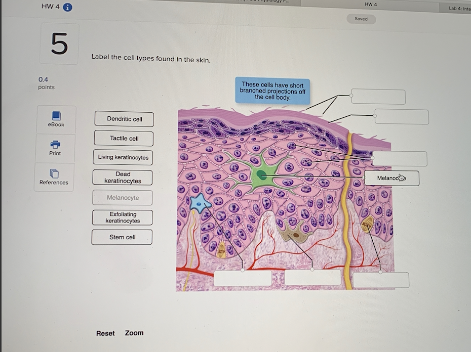 Solved SUIDY F.. HW 4 A HW 4 Lab 4: Inte Saved Label the | Chegg.com