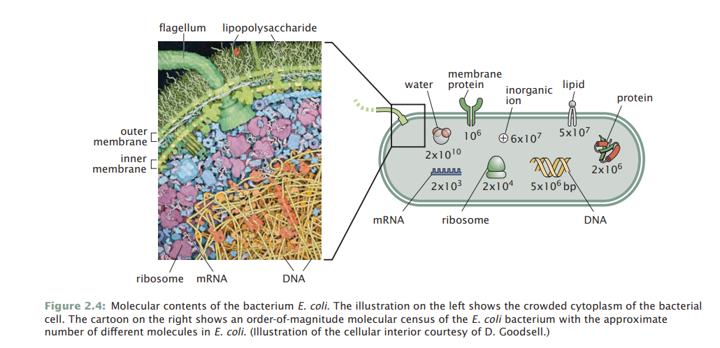 Solved This is from Physical Biology of the Cell 2nd | Chegg.com