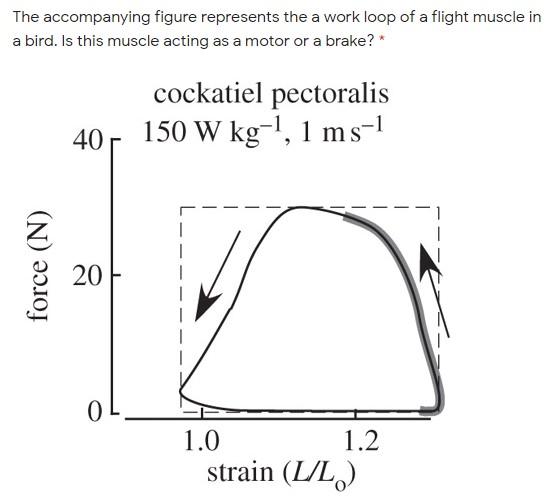 The accompanying figure represents the a work loop of | Chegg.com