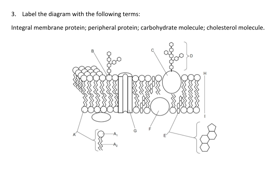 Solved 3. Label the diagram with the following terms: | Chegg.com