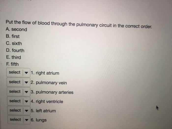 Solved Put the flow of blood through the pulmonary circuit | Chegg.com
