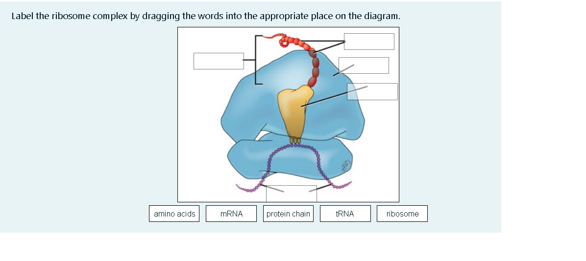 Solved Label the ribosome complex by dragging the words into | Chegg.com