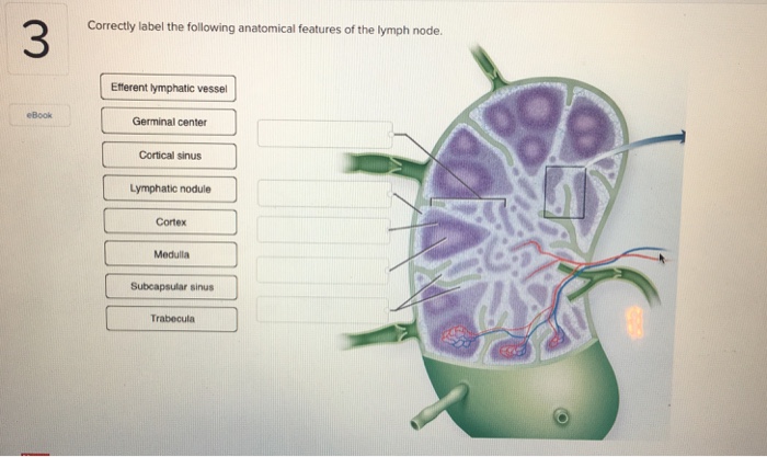 Solved 3 Correctly label the following anatomical features | Chegg.com