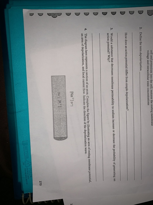 Solved Cell And Potassium Into The Cell Restores The Res Chegg