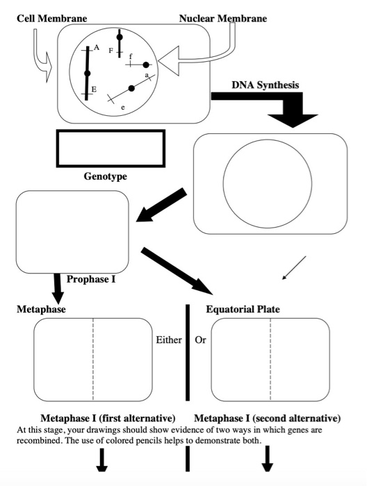 meiosis drawing assignment