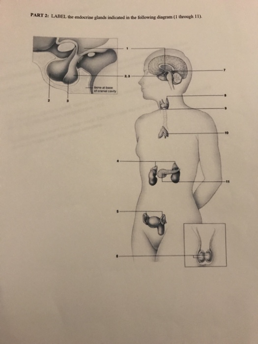Solved PART 2: LABEL the endocrine glands indicated in the | Chegg.com