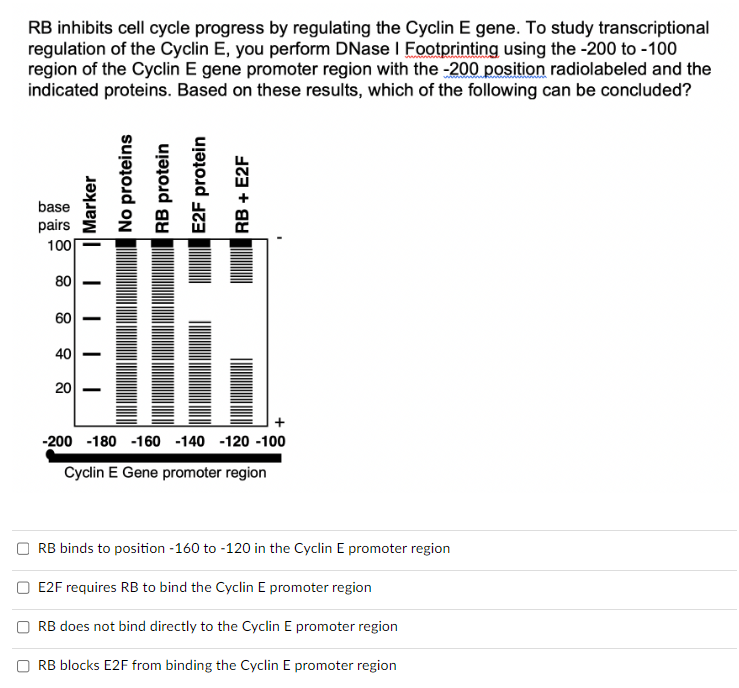 Solved RB inhibits cell cycle progress by regulating the | Chegg.com