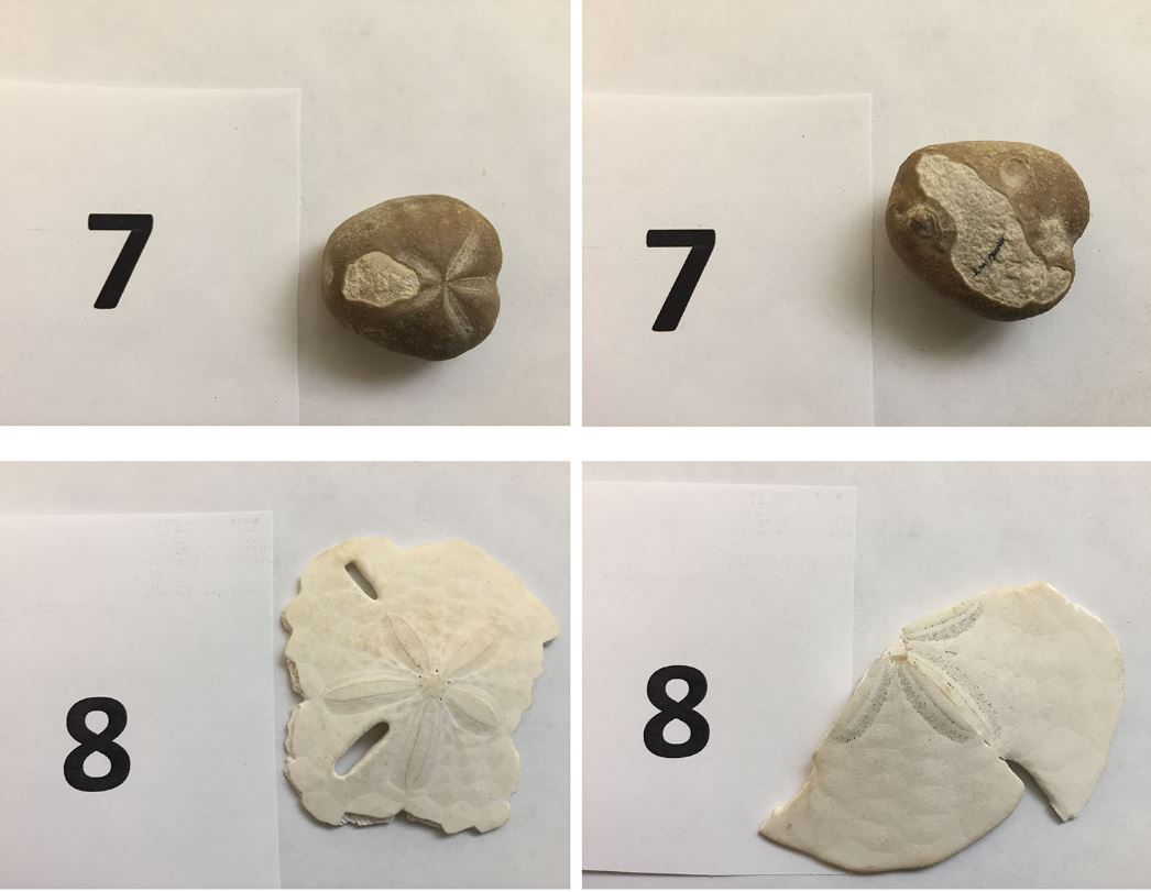Solved ANSWER THE QUESTIONS RELATING TO EACH SAMPLE. SAMPLE | Chegg.com