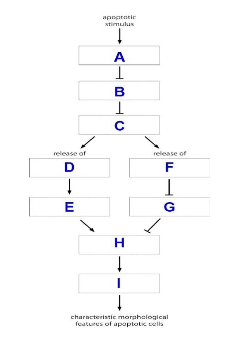 release of
D
?
E
apoptotic
stimulus
A
1
B
1
C
release of
F
1
G
H
?
|
characteristic morphological
features of apoptotic cells
