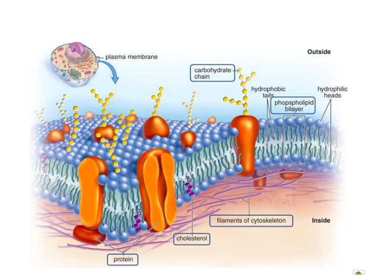 cell membrane labeled and functions