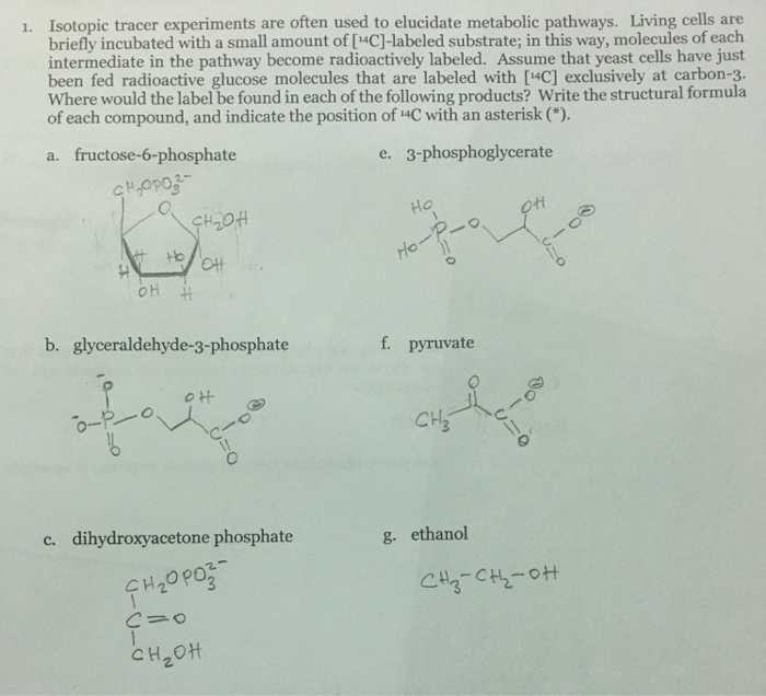 Solved Isotopic tracer experiments are often used to | Chegg.com