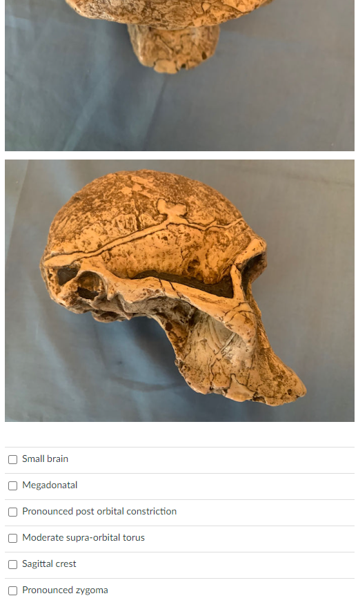Solved Take a look at the following specimen. Do you believe | Chegg.com
