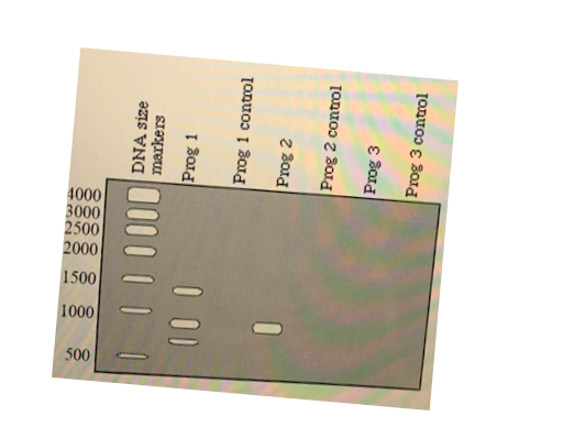 Programme 1: 30 X (94°C for 30 seconds, 40°C for 30 | Chegg.com
