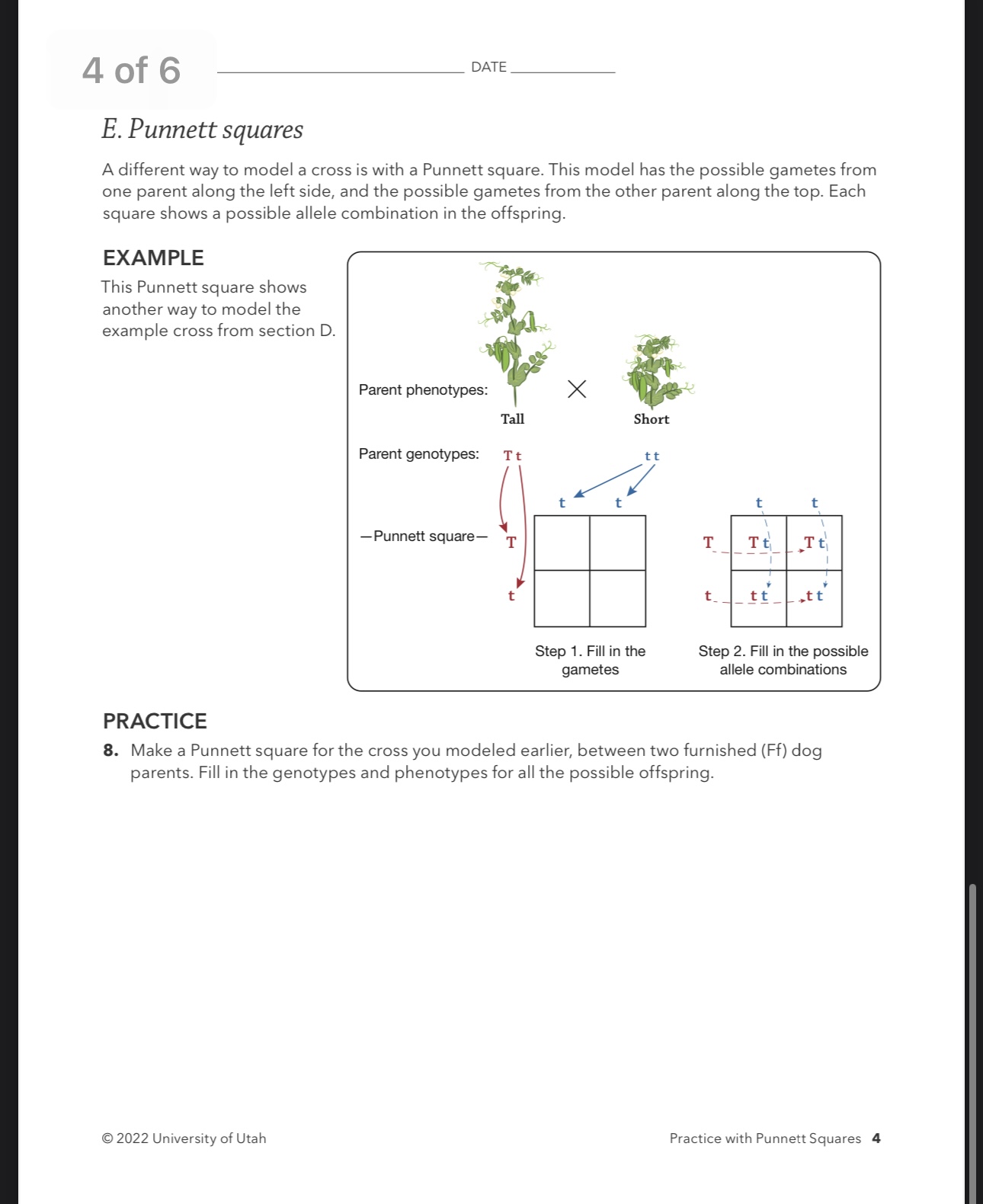 Solved Practice With Punnett Squares | Chegg.com