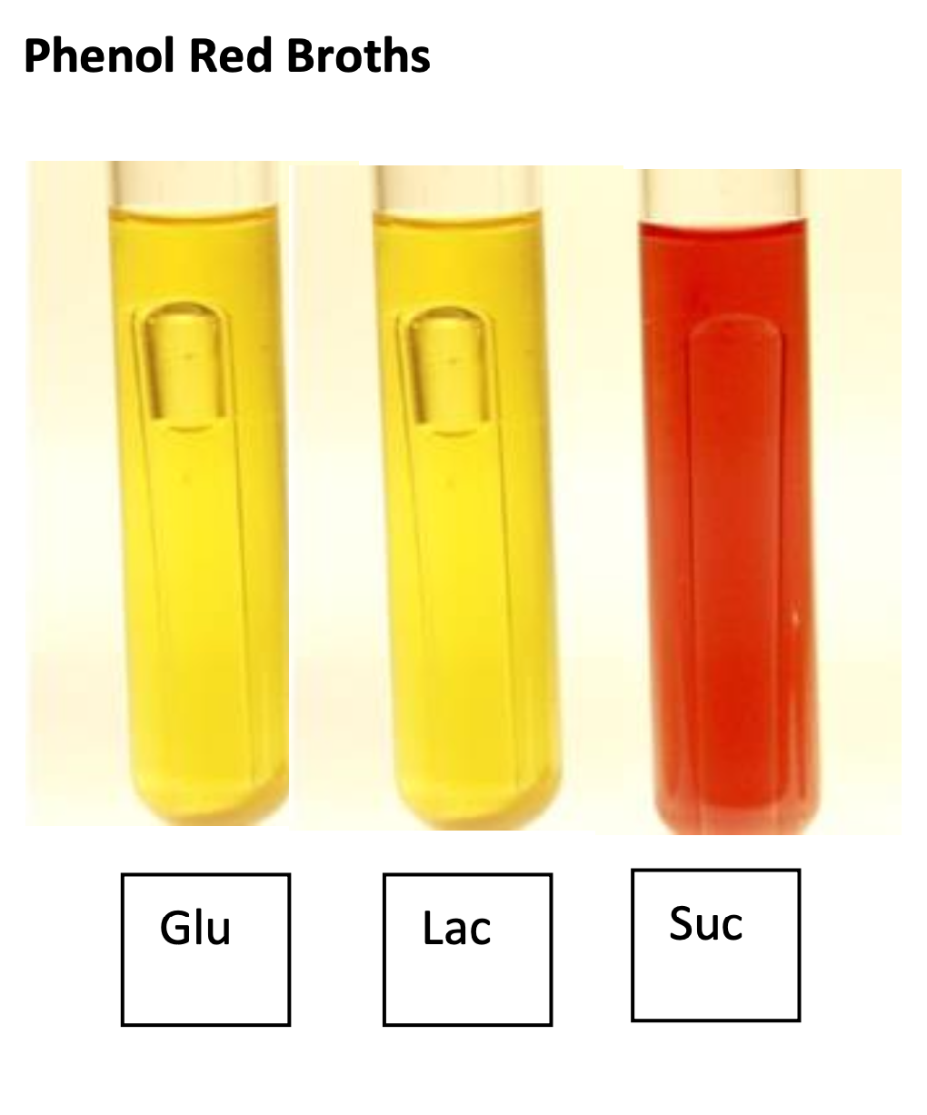 Solved Phenol Red Broths