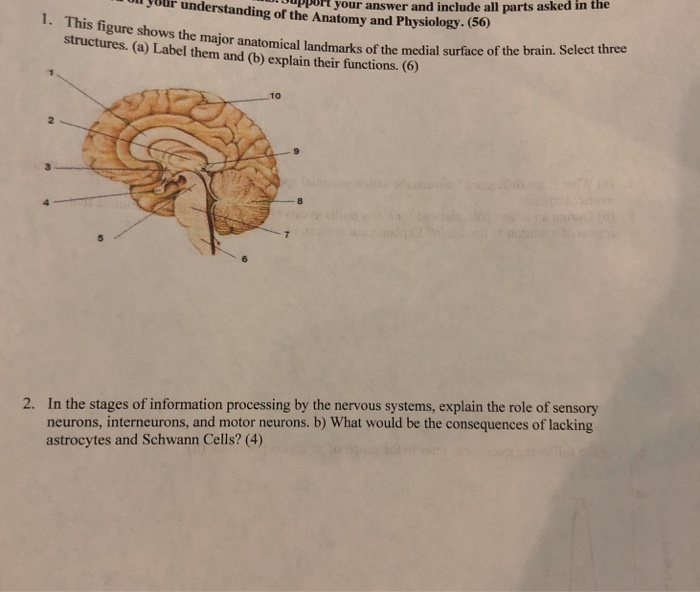 Solved Your Understanding Of The Anatomy And Physiology. | Chegg.com