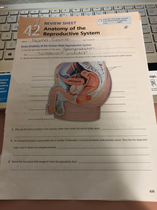 Anatomy Of The Reproductive System Review Sheet Anatomical Charts
