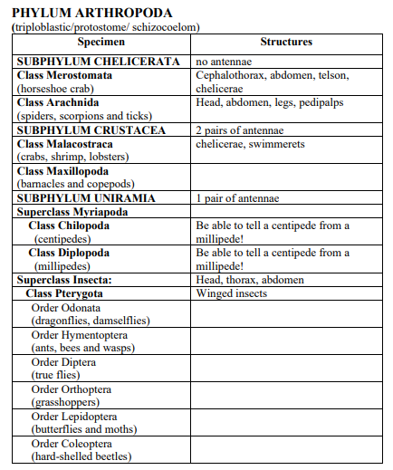 PHYLUM ARTHROPODA (triploblastic/protostome/ | Chegg.com