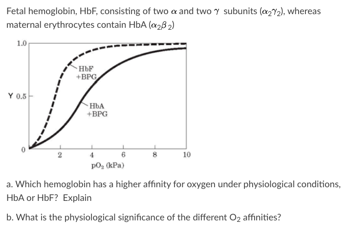 Solved Fetal hemoglobin, HbF, consisting of two a and two y | Chegg.com