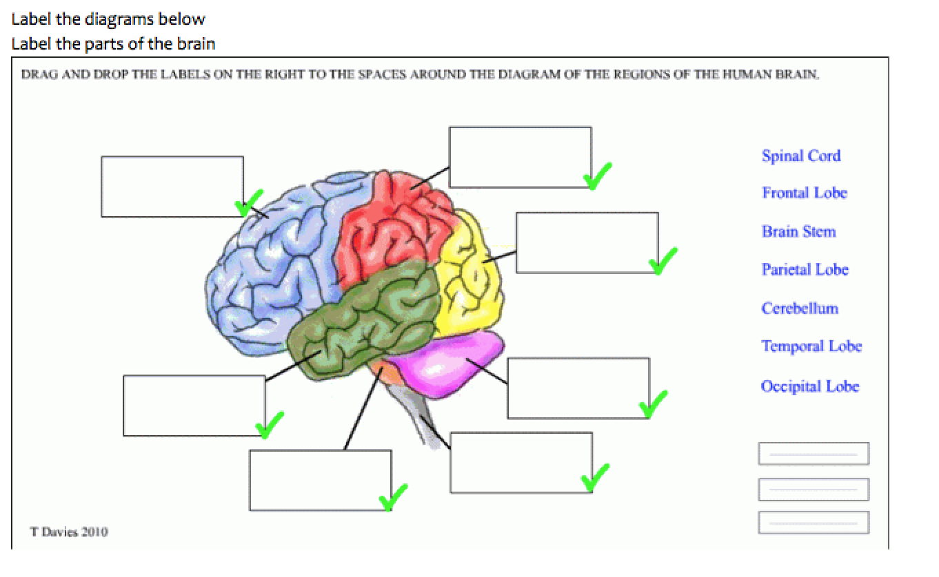 Brain tasks. Тема мозг. Головной мозг шаблон. Capabilities of Human Brain Worksheets. Brain Worksheet.