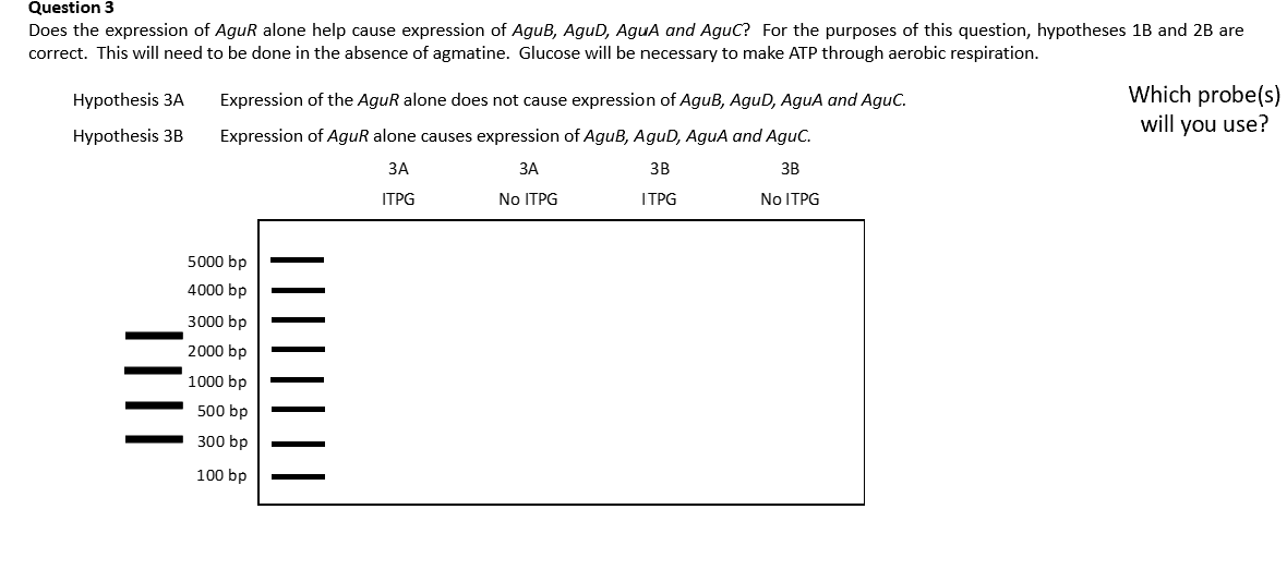 solved-does-the-expression-of-agur-alone-help-cause-chegg